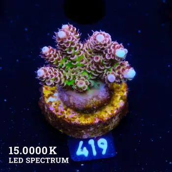 Acropora Hyacinthus 'Ultra'