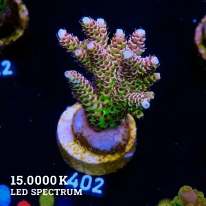 Nachhaltige Korallenzucht & bunte Korallen-Ableger für Dein Aquarium