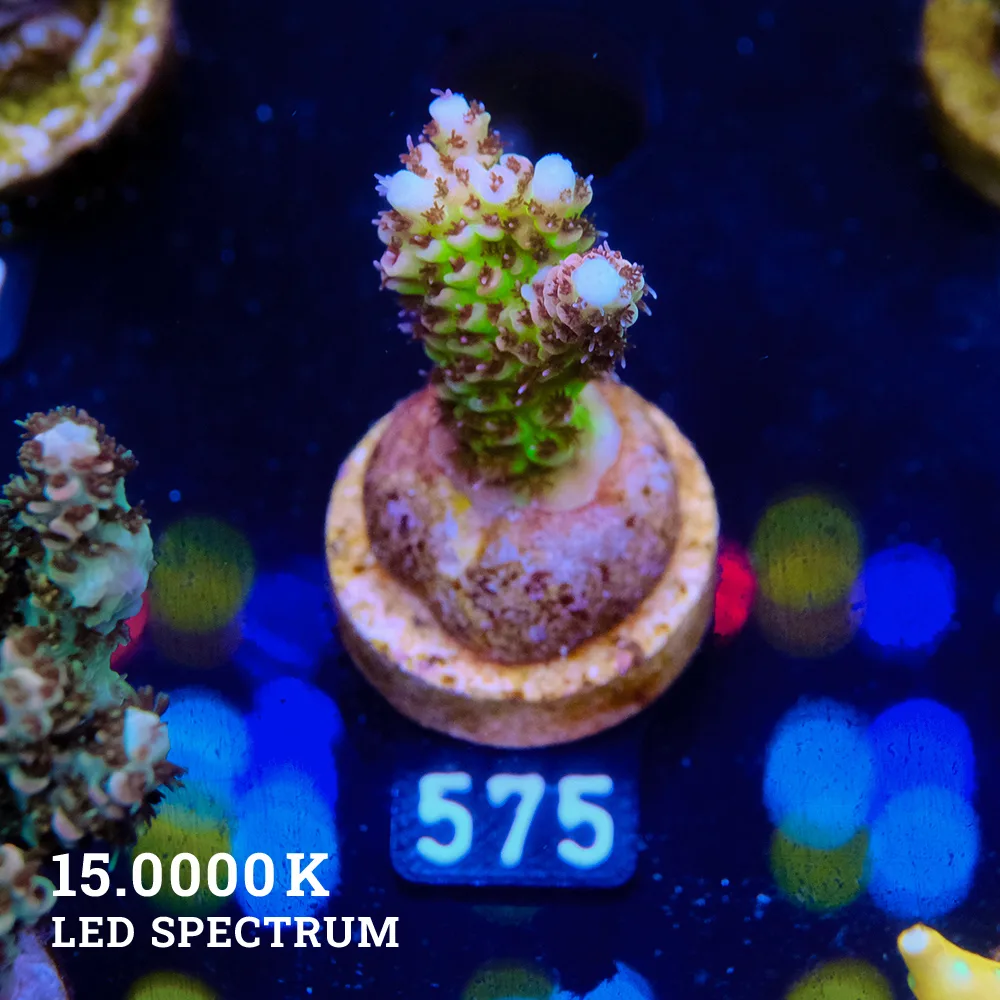 Acropora Hyacinthus 'Ultra'