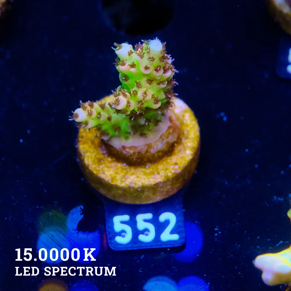 Acropora Hyacinthus 'Ultra'