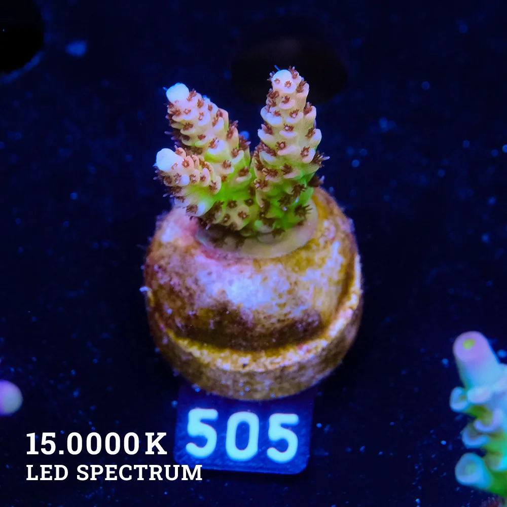 Acropora Hyacinthus 'Ultra'