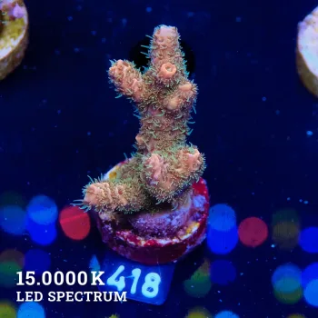 Acropora Millepora 'Dirty Orange'