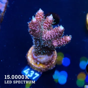 Acropora Millepora 'Pink'