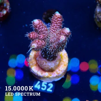 Acropora Millepora 'Pink'