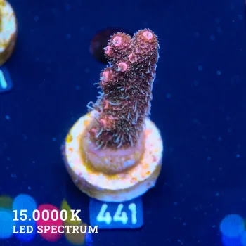 Acropora Millepora 'Pink'