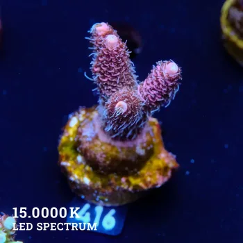 Acropora Millepora 'Pink'