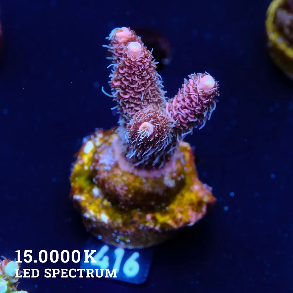 Acropora Millepora 'Rosa