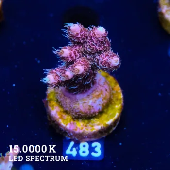 Acropora Millepora 'Rosa