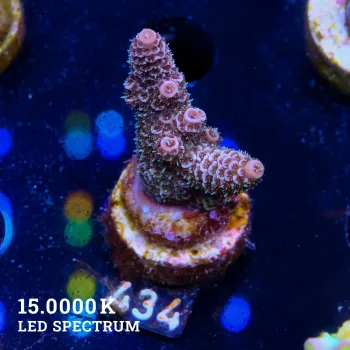 Acropora Millepora 'Purple'