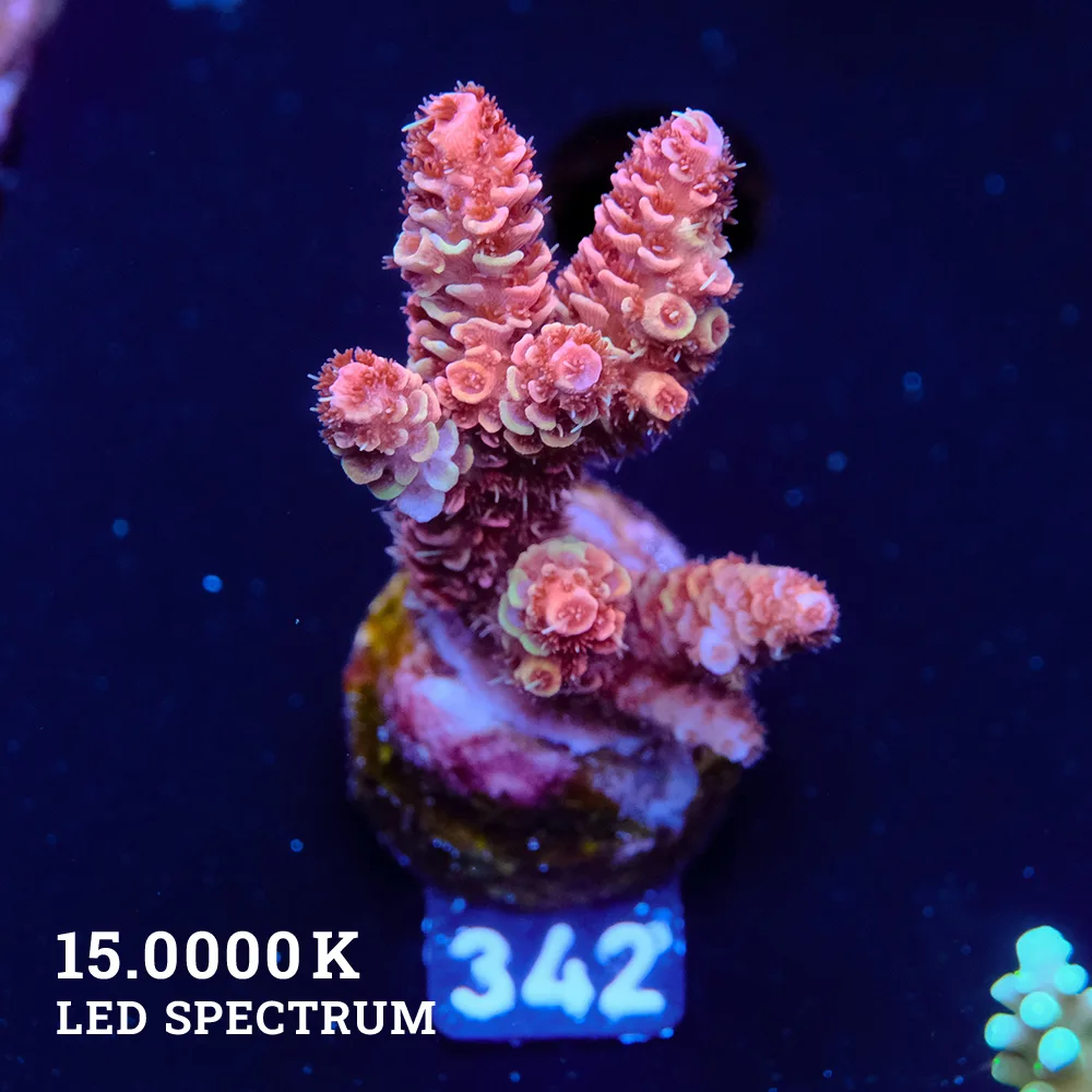 Acropora Millepora 'Red'
