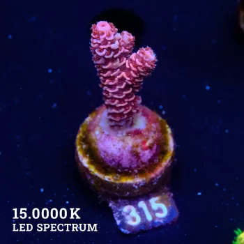 Acropora Millepora 'Roja
