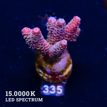 Acropora Millepora 'Roja