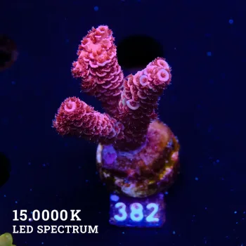 Acropora Millepora 'Roja