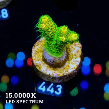 Acropora Millepora 'Sunset'