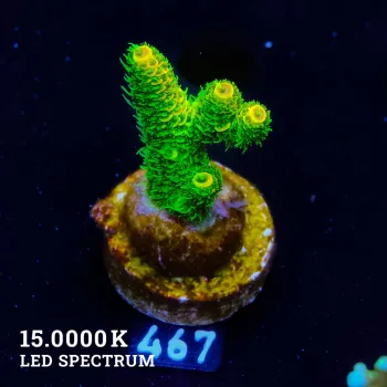 Acropora Millepora 'Sunset' (Puesta de sol)'