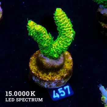 Acropora Millepora 'Sunset' (Puesta de sol)'