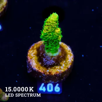 Acropora Millepora 'Sunset' (Puesta de sol)'