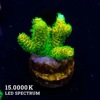 Acropora Millepora 'Sunset' (Puesta de sol)'