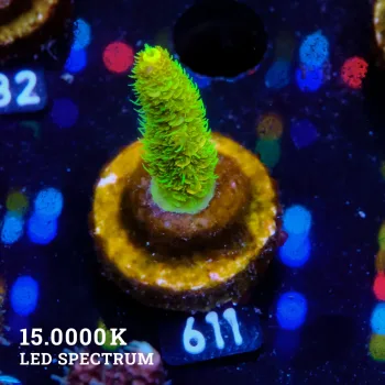 Acropora Millepora 'Yellow'