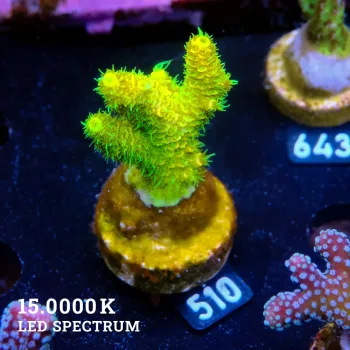 Acropora Millepora 'Yellow'