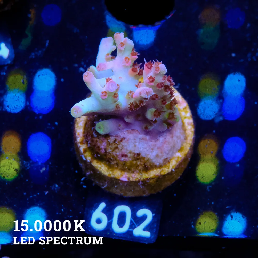 Acropora Mirabellis 'Rainbow Table'