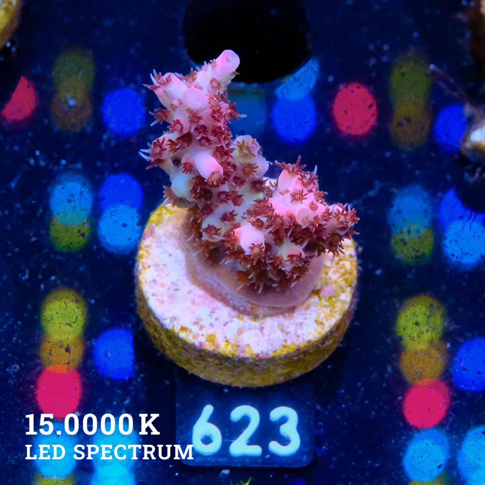 Acropora Mirabellis 'Rainbow Table'