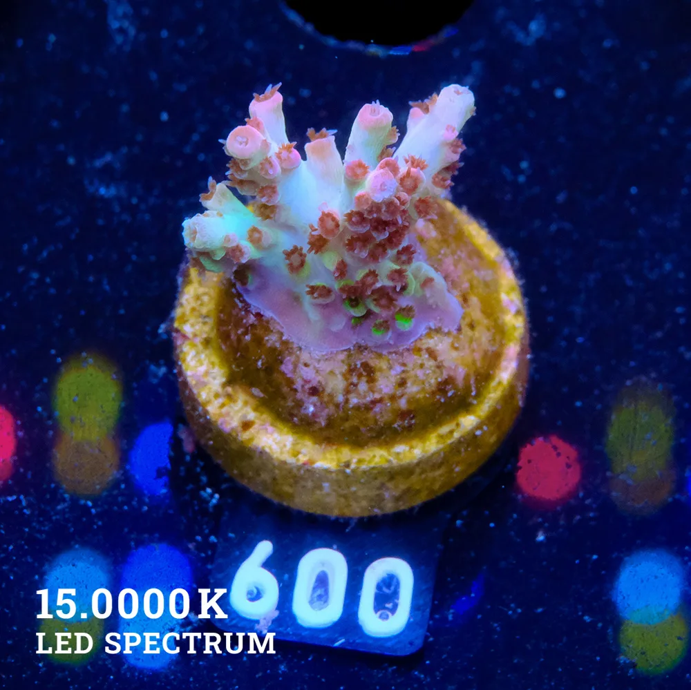 Acropora Mirabellis 'Rainbow Table'