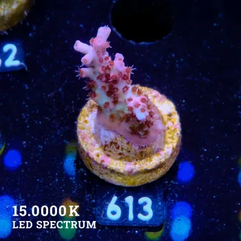 Acropora Mirabellis 'Rainbow Table'