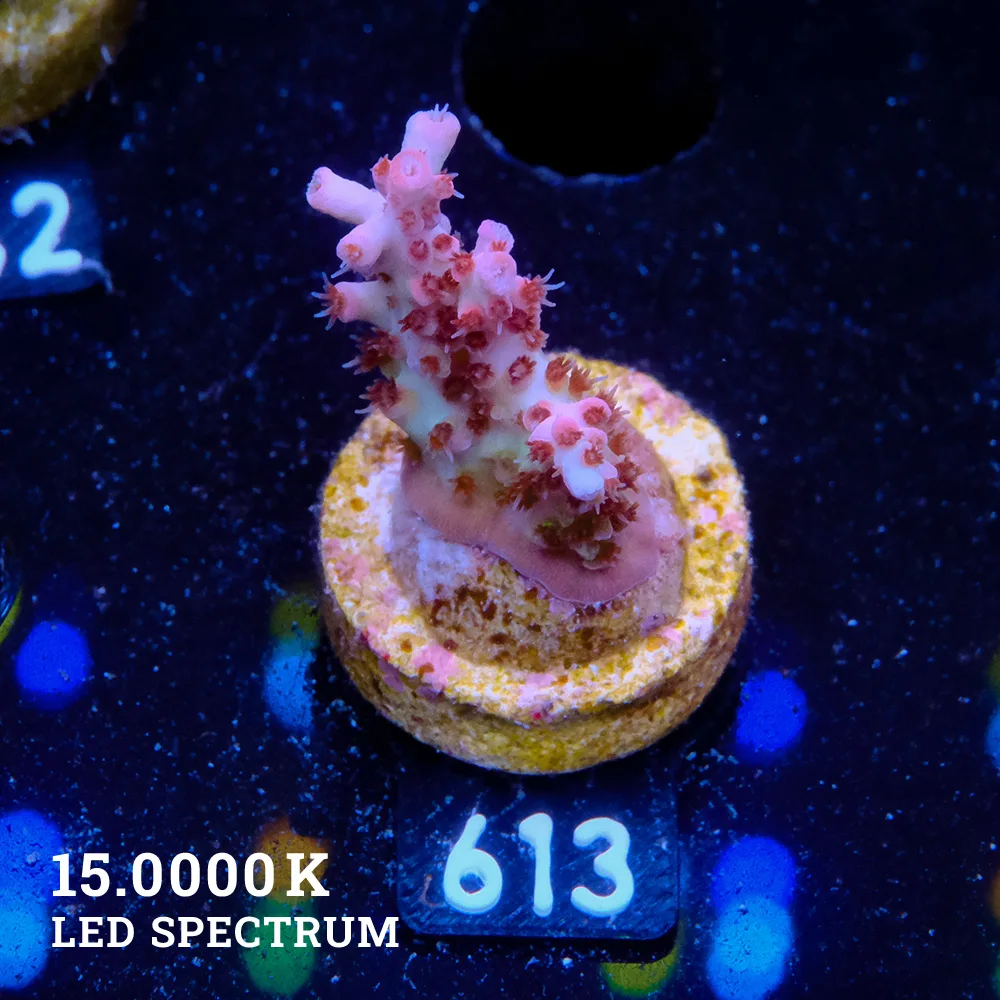 Acropora Mirabellis 'Rainbow Table'