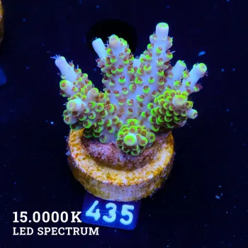 Acropora 'Pikachu'