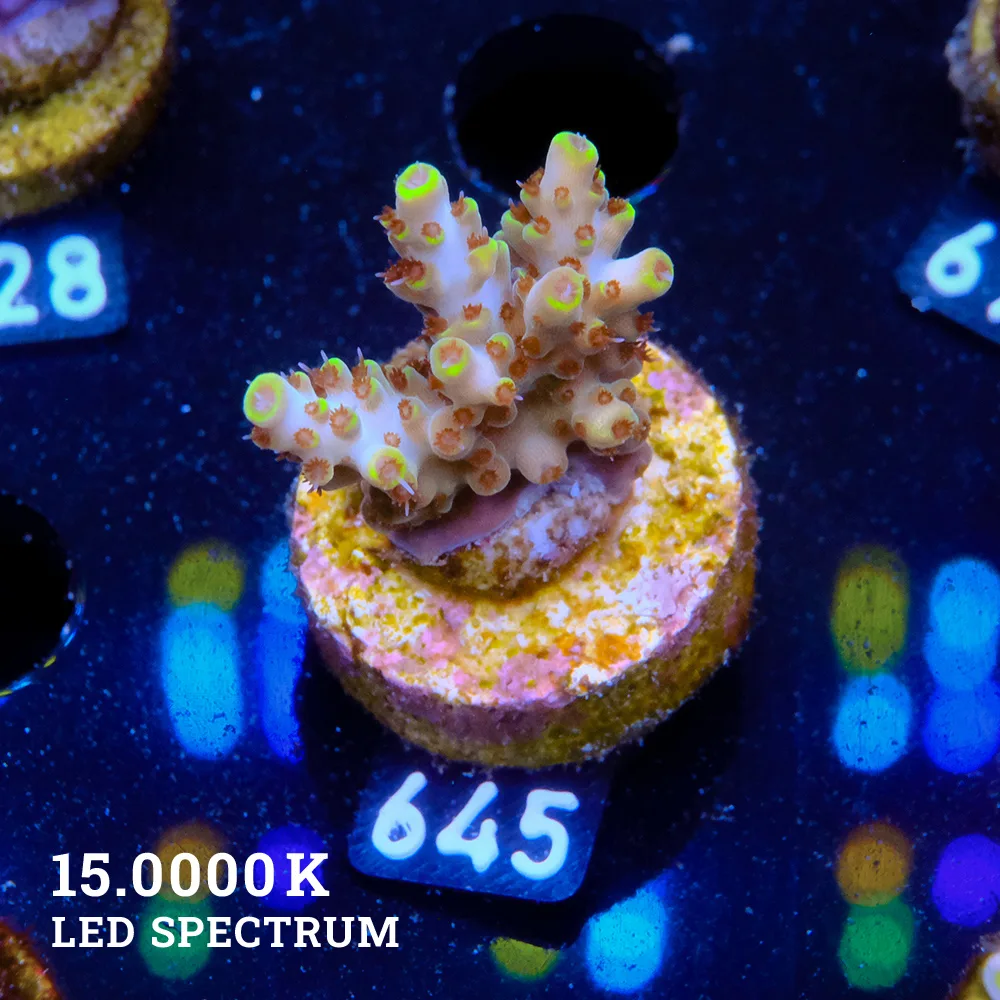 Acropora 'Pikachu'