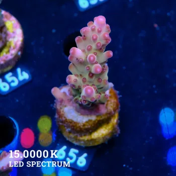 Acropora 'Purple Tips'