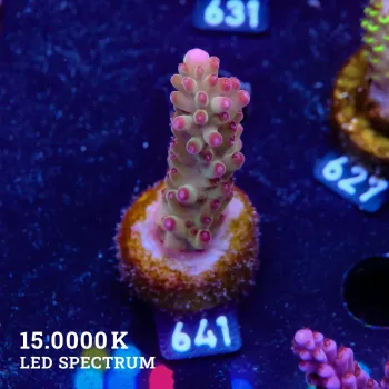 Acropora 'Purple Tips'