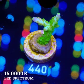 Acropora Subulata 'Purple Tips'