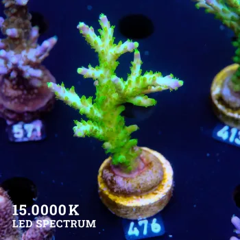 Acropora Subulata 'Purple Tips'