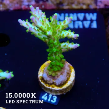Acropora Subulata 'Purple Tips'