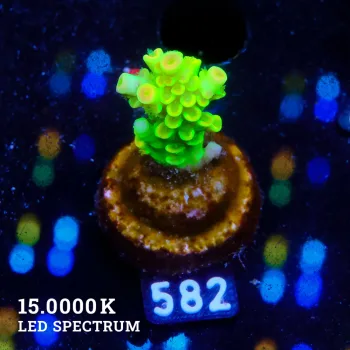 Acropora Tenuis 'Neon'
