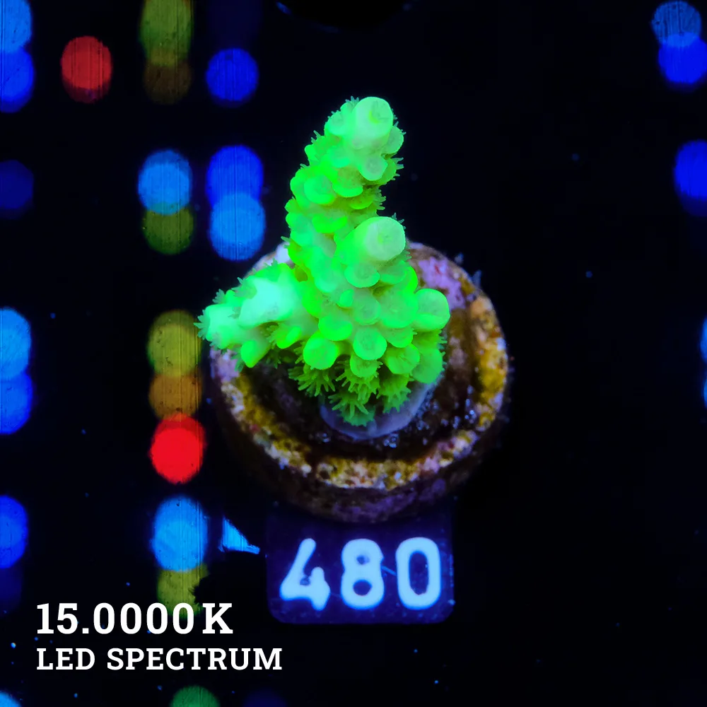 Acropora Tenuis 'Neon Green'