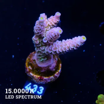 Acropora Tenuis 'Pastel' (Pastel)
