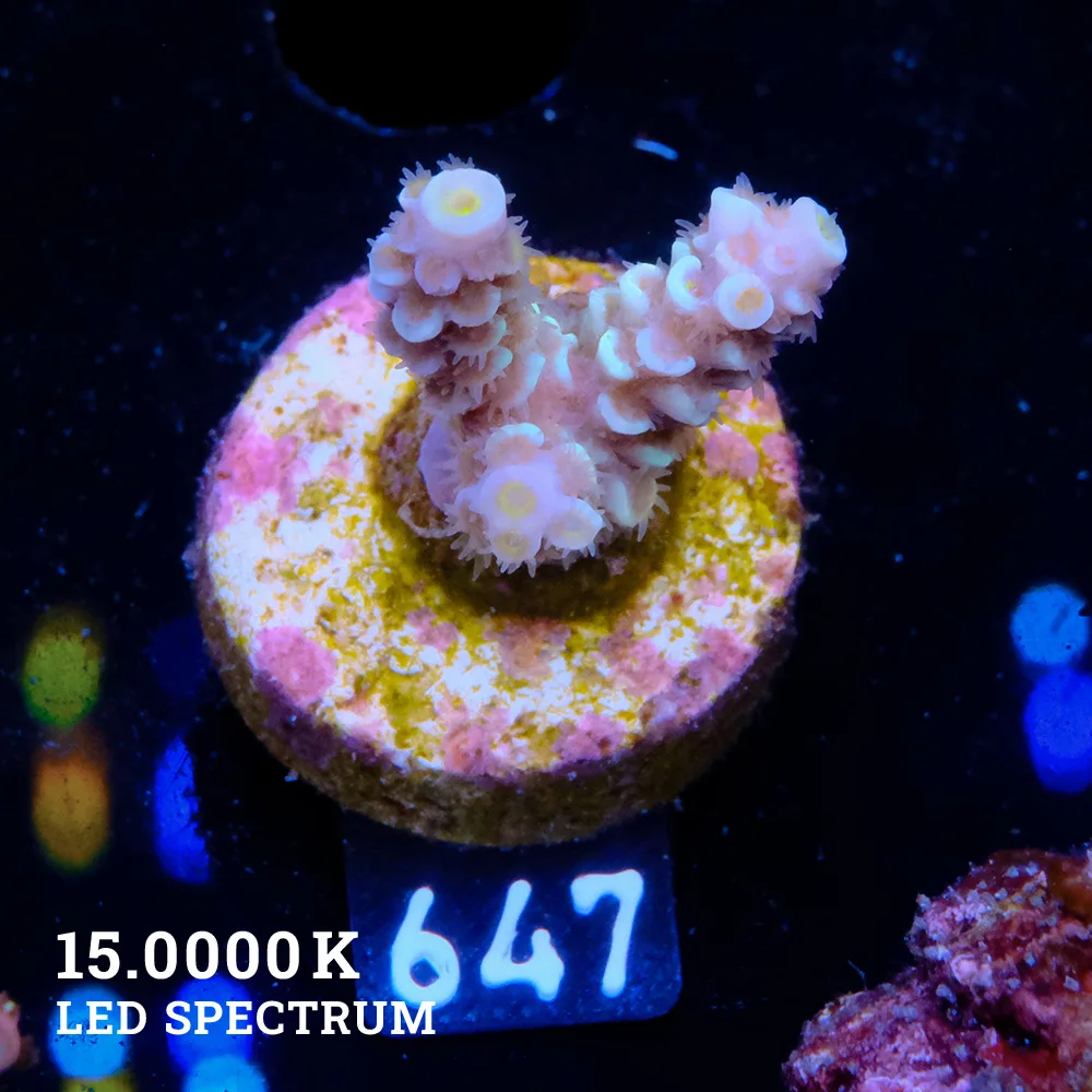 Acropora Tenuis 'Yellow Rims'