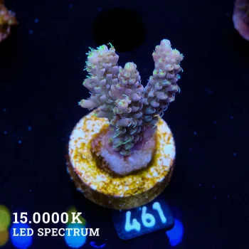 Acropora 'Yellow Polyp'