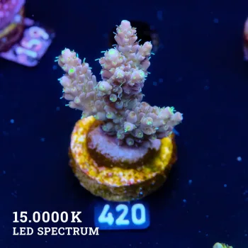 Acropora 'Yellow Polyp'