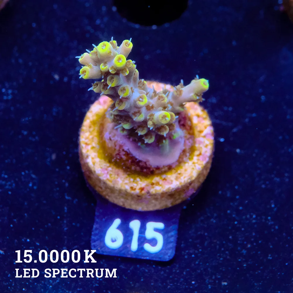 Acropora 'Yellow Tips'