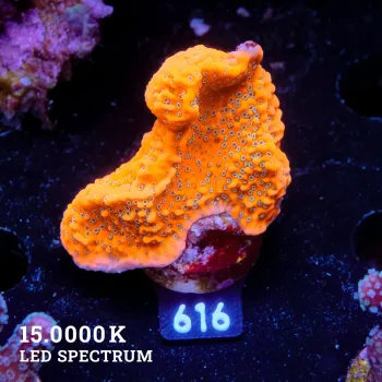 Montipora 'Dragons Fruit'