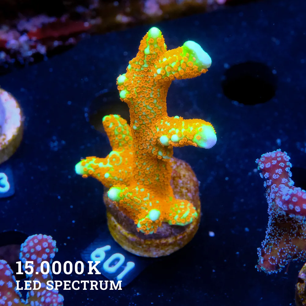 Montipora 'Forest Fire'