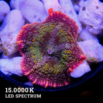 Ricordea 'Frankenstein Bounce'