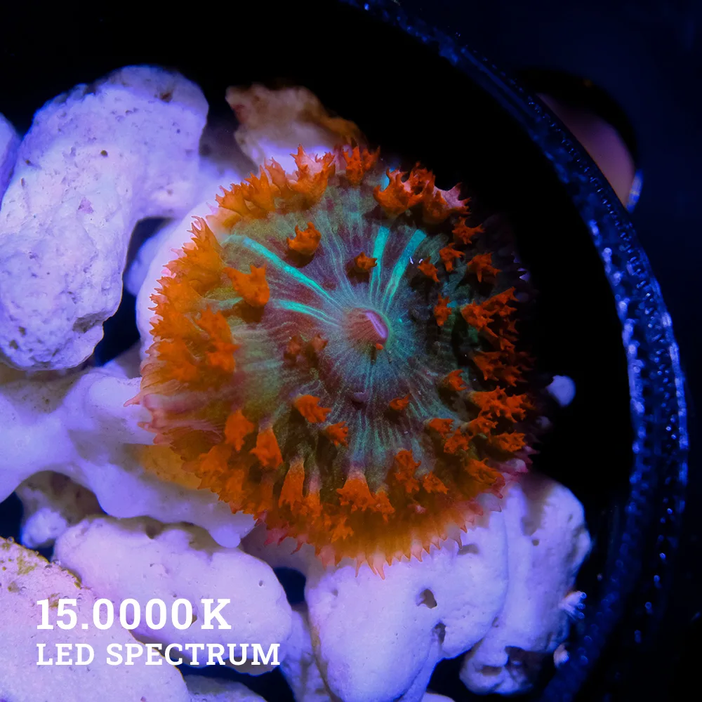 St.Thomas' Mushroom