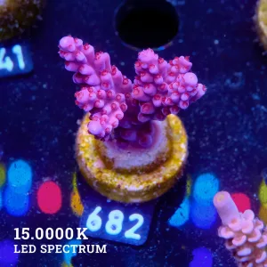 Nachhaltige Korallenzucht & bunte Korallen-Ableger für Dein Aquarium
