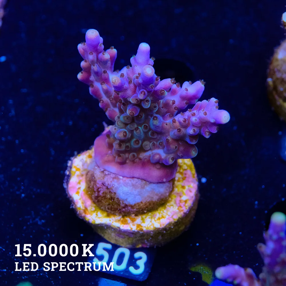 TK Super Purple