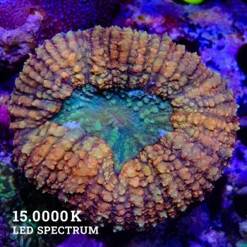 Lobophyllia 'Orange & Green'